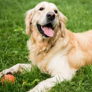 pumpkin good for dogs
