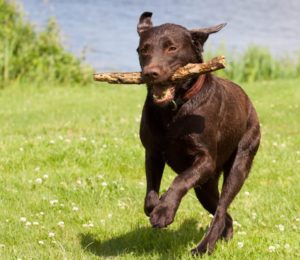 banixx for dogs