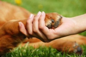how to trim dog nails