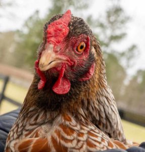 care for chickens