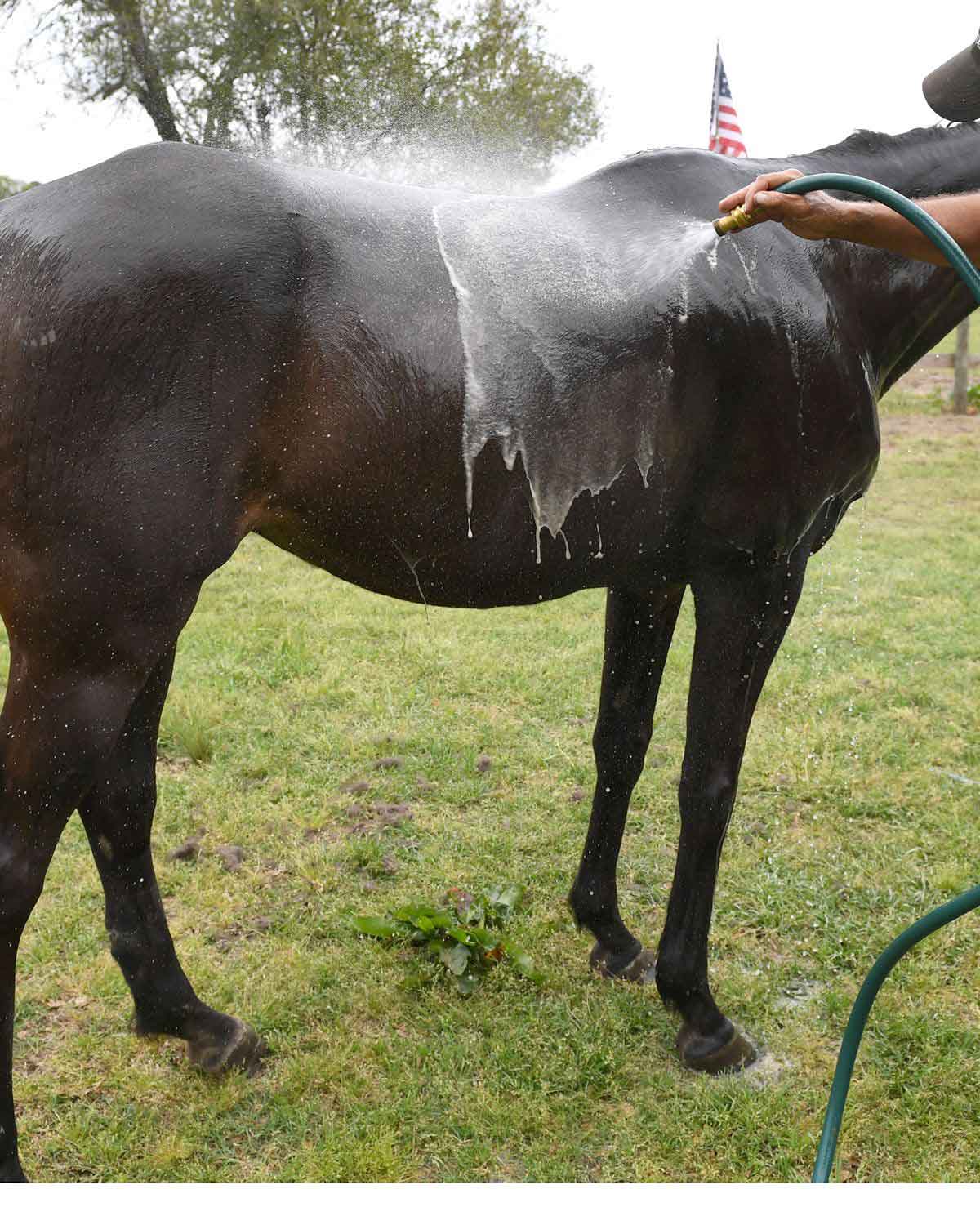 bathing a horse
