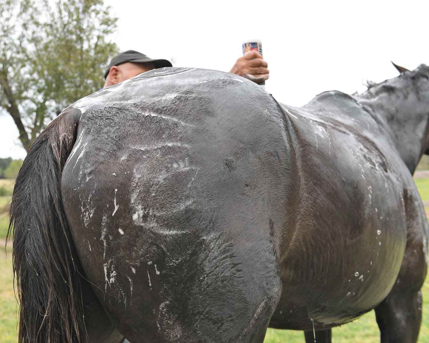 bathing horses