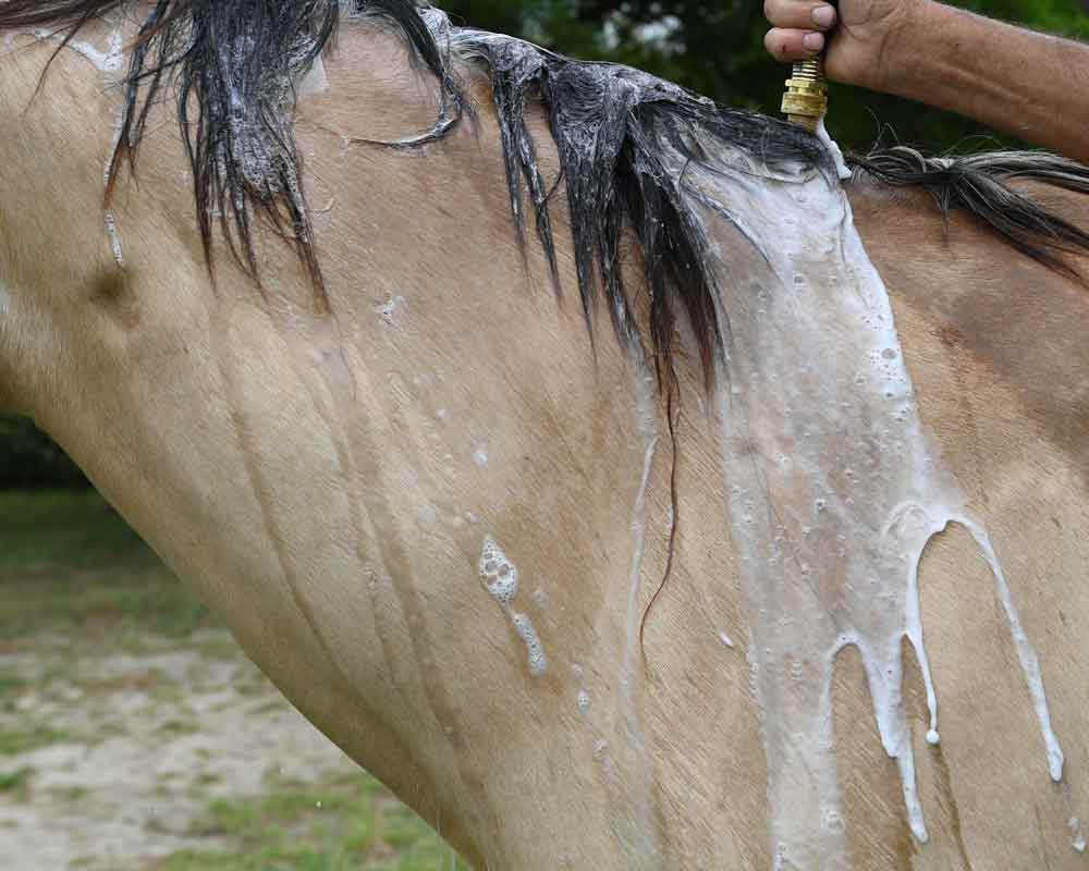 horse bath