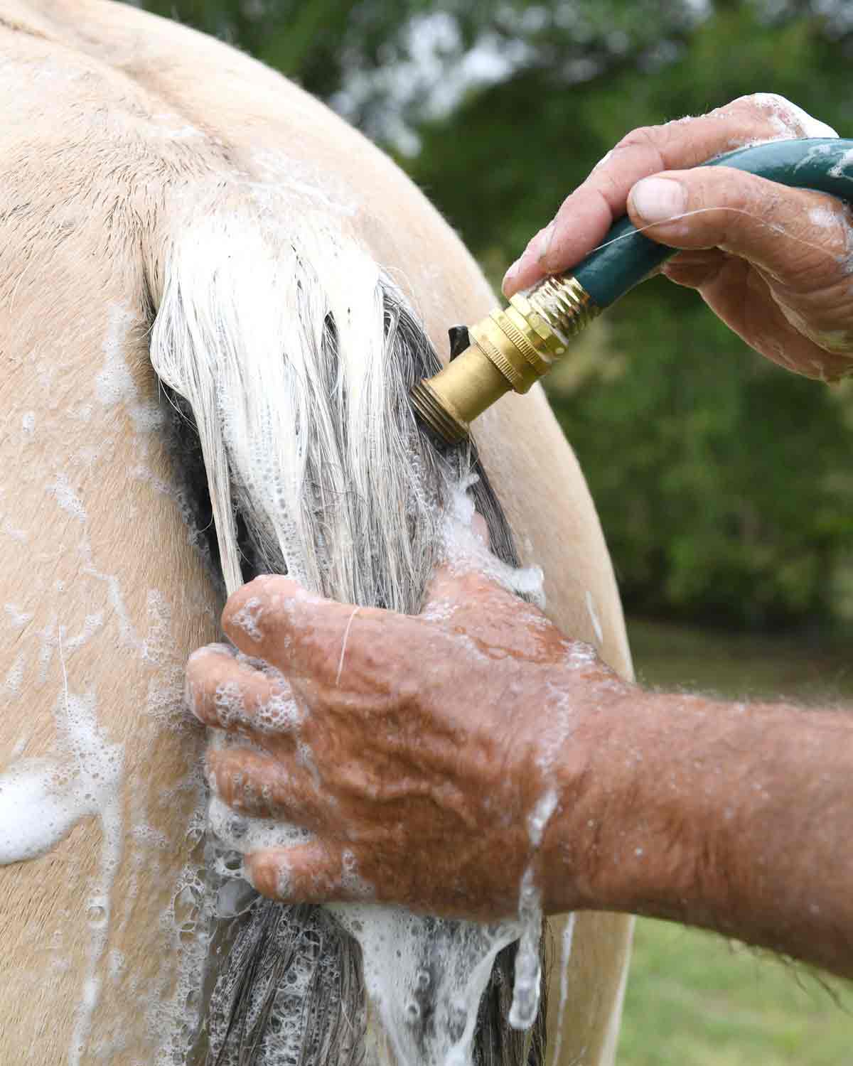 wash a horse