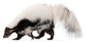 dog sprayed by skunk