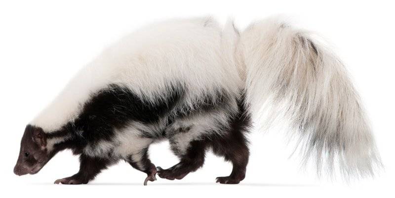 Cat sprayed by Skunk­