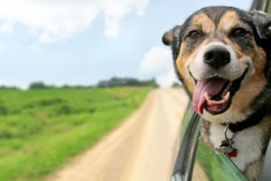dog road trip
