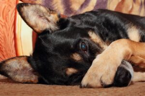 dog care