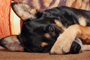 dog sleeps