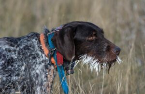 dog with porcupine quills
