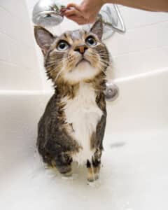 how to bathe a cat