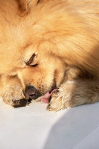 paw soother