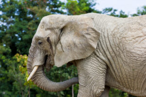 African elephant