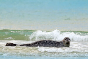 harbor seal