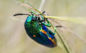 jewel beetle