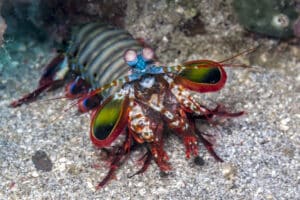 mantis shrimp