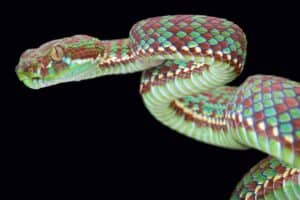 pit viper