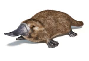 platypus