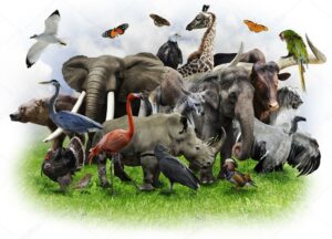 animal senses