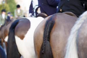 braided horse tail