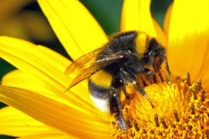 bumblebee