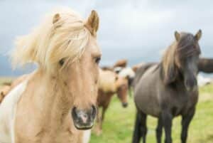 horse mane