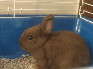 how to care for a bunny