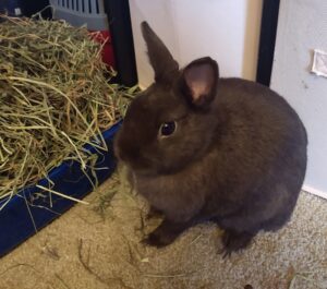critical care for rabbits