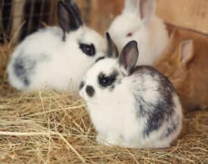 caring for rabbits
