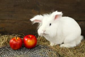 rabbit food
