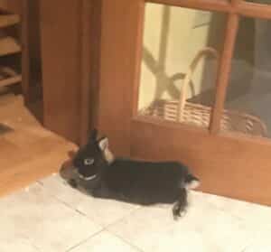 rabbit house