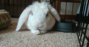 how to care for a rabbit