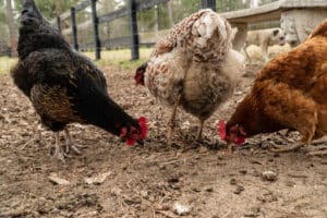 chicken eat ticks