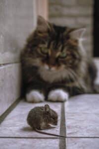 cat hunting