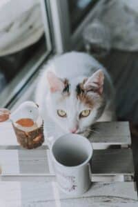 why do cats push things off tables