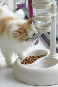 cat water fountain