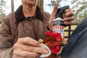 treat chicken wound