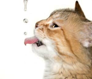 dehydrated cat