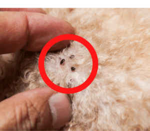 dog with fleas