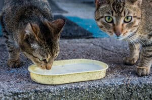 how much water should a cat drink