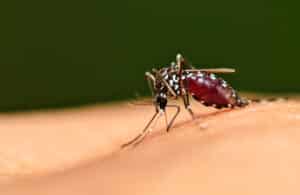 mosquito bite