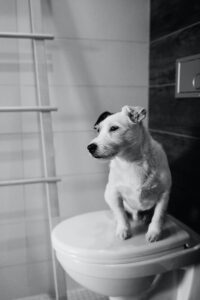 dog drinks from toilet