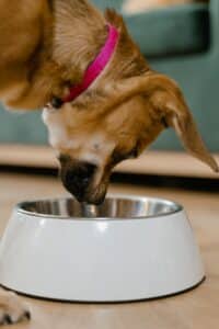 dog bowl