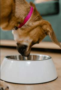 dog water bowl