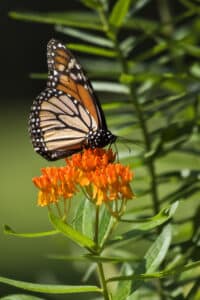 milkweed