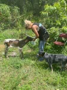 poisonous plants for goats