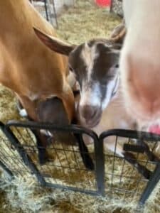 toxic plants for goats