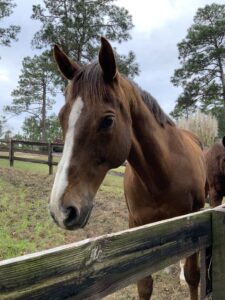 horse gates
