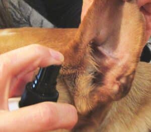 dog ear spray