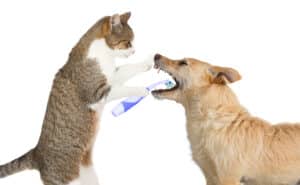 pet's teeth clean